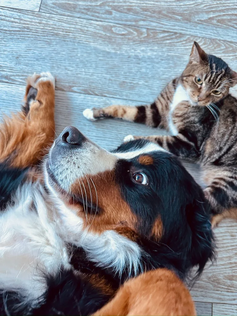 Our dog and cat relaxing together